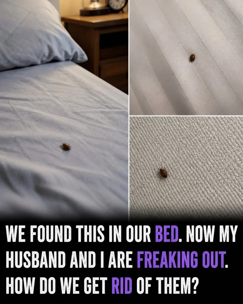 What to Do If You Find Ticks Inside Your Home