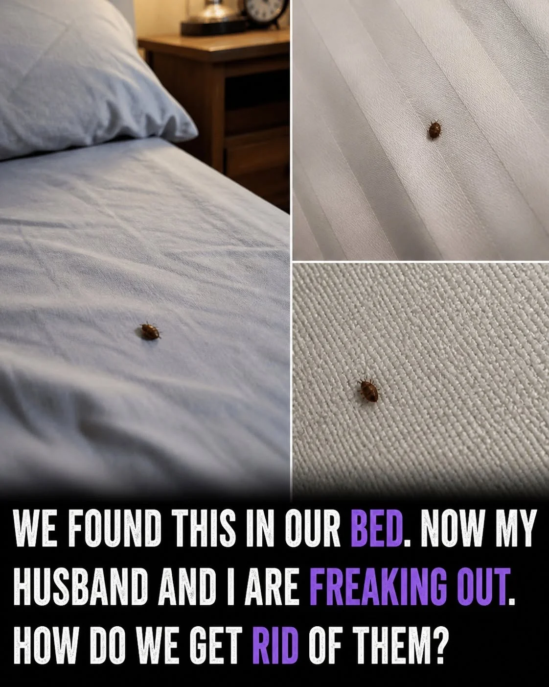 What to Do If You Find Ticks Inside Your Home