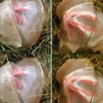 A Strange Garden Discovery That Changed How I Saw the Morningg