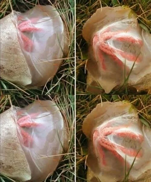 A Strange Garden Discovery That Changed How I Saw the Morningg