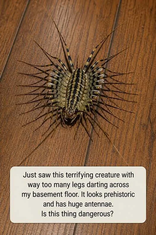 I just saw a nightmare with too many legs in my basement—should I be worried?