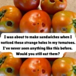 What It Means If You See These Holes in Tomatoes