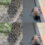 The Flashy Red Invader Destroying Your Backyard: Why You Must Declare War on This Pest Today