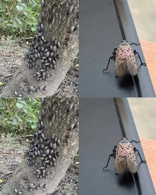 The Flashy Red Invader Destroying Your Backyard: Why You Must Declare War on This Pest Today